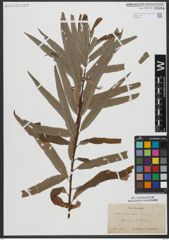 Foto von Salix viminalis L.